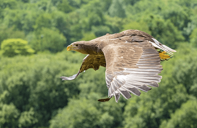 White-tailed Eagle